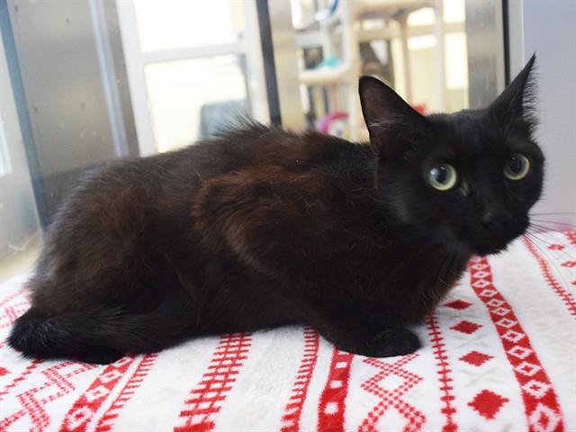 CHICK, Adoptable, Young Female Domestic Short Hair.
