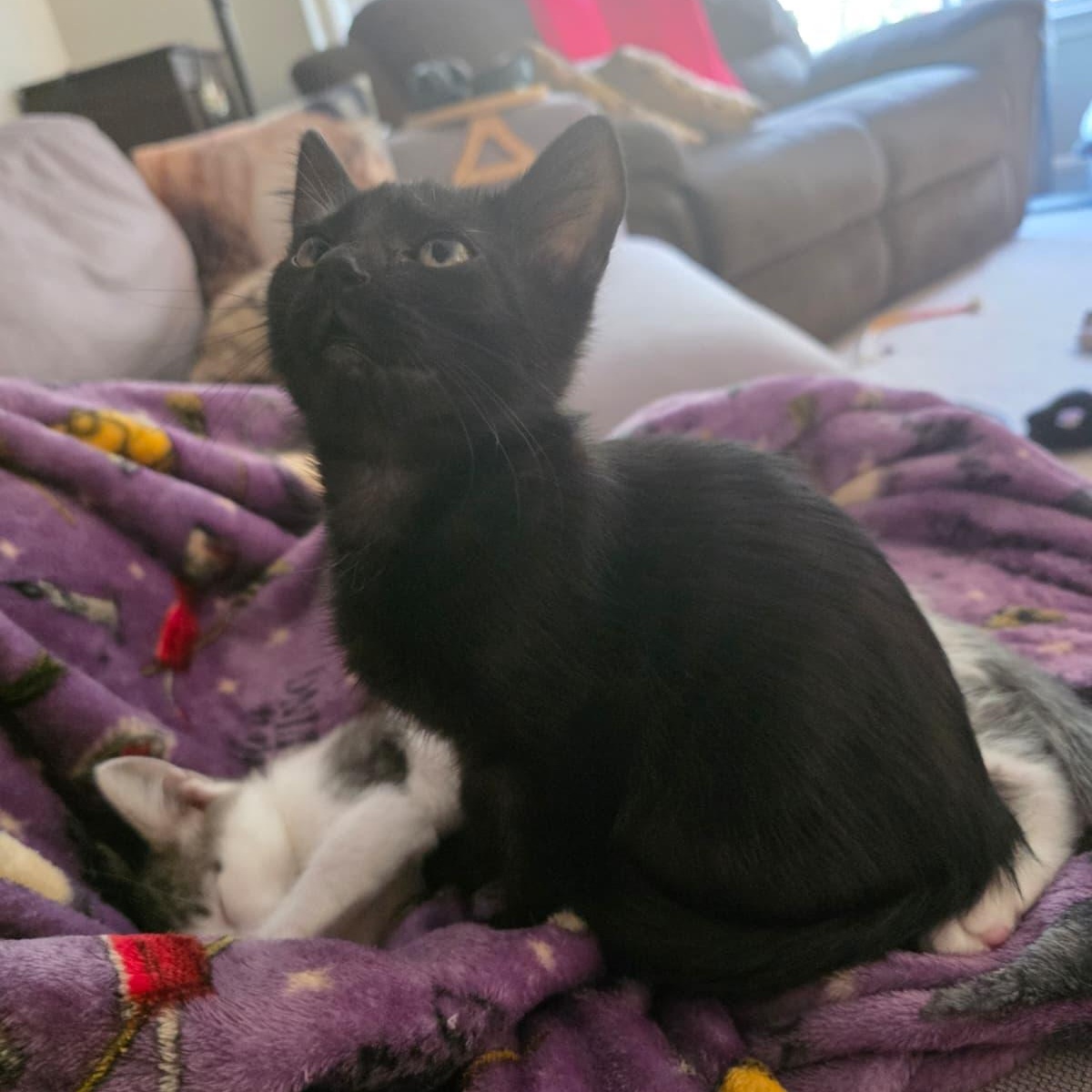 Enlarge Daisy, a Adopted Domestic Short Hair in Odenton, MD image 2/6
