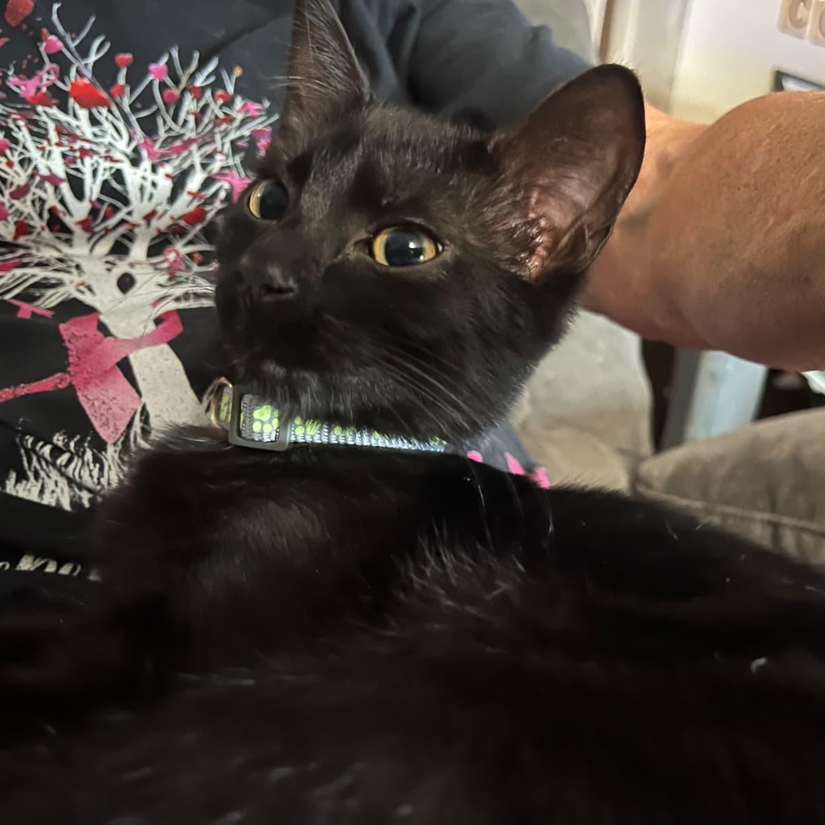 Daisy, Adopted, Kitten Female Domestic Short Hair.