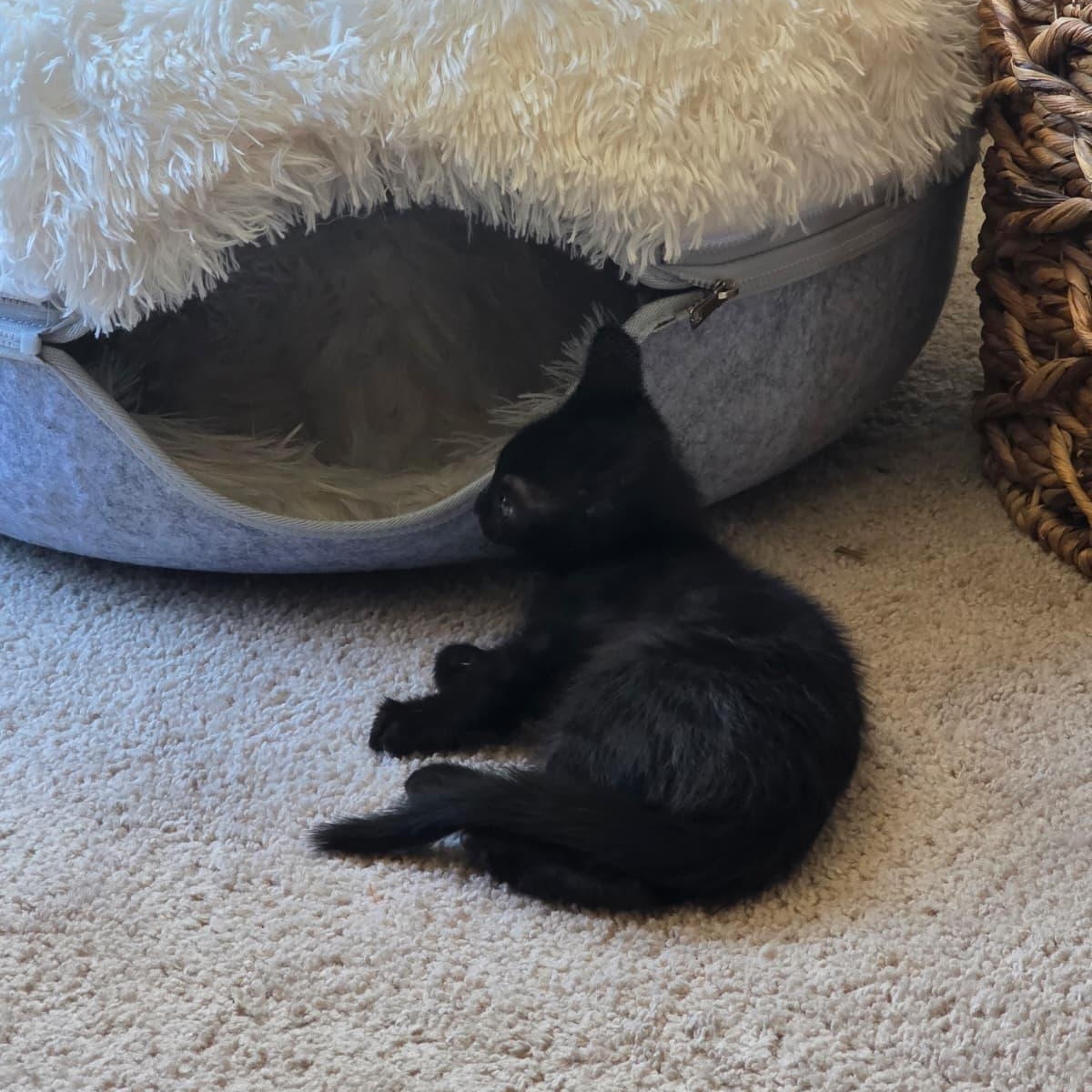 Enlarge Daisy, a Adopted Domestic Short Hair in Odenton, MD image 4/6
