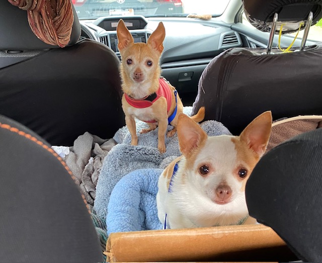 Enlarge Nan & Shay, a Adoptable Chihuahua in Pacifica, CA image 3/3