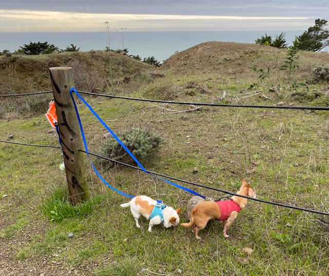 Enlarge Nan & Shay, a Adoptable Chihuahua in Pacifica, CA image 1/3