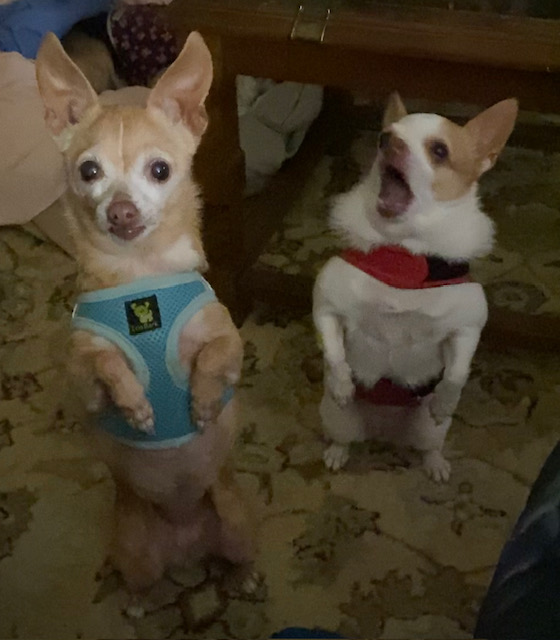 Enlarge Nan & Shay, a Adoptable Chihuahua in Pacifica, CA image 2/3