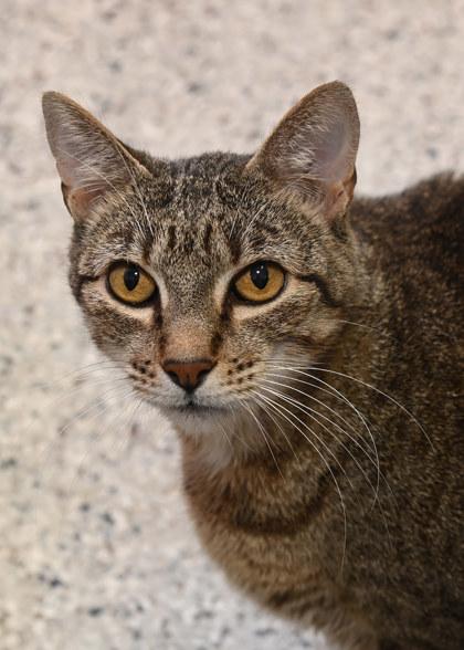 Lola, Adoptable, Adult Female Domestic Short Hair.
