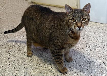 Lola, a Adoptable Domestic Short Hair in Baton Rouge, LA image 2/2