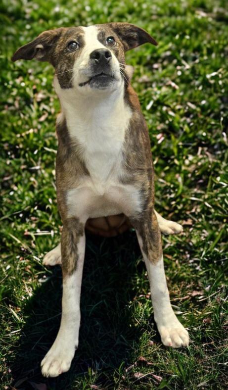 Beau, Adoptable, Young Male Terrier & Mixed Breed.