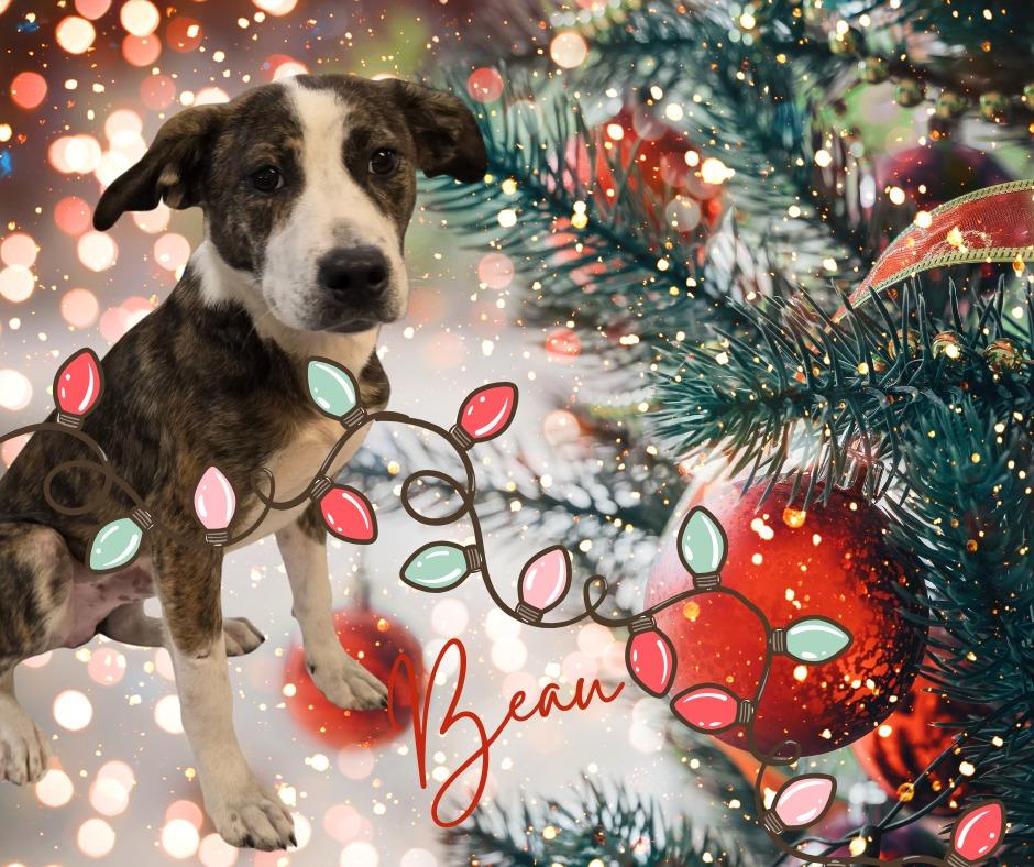 Enlarge Beau, a Adoptable mixed breed in Murphysboro, IL image 2/6