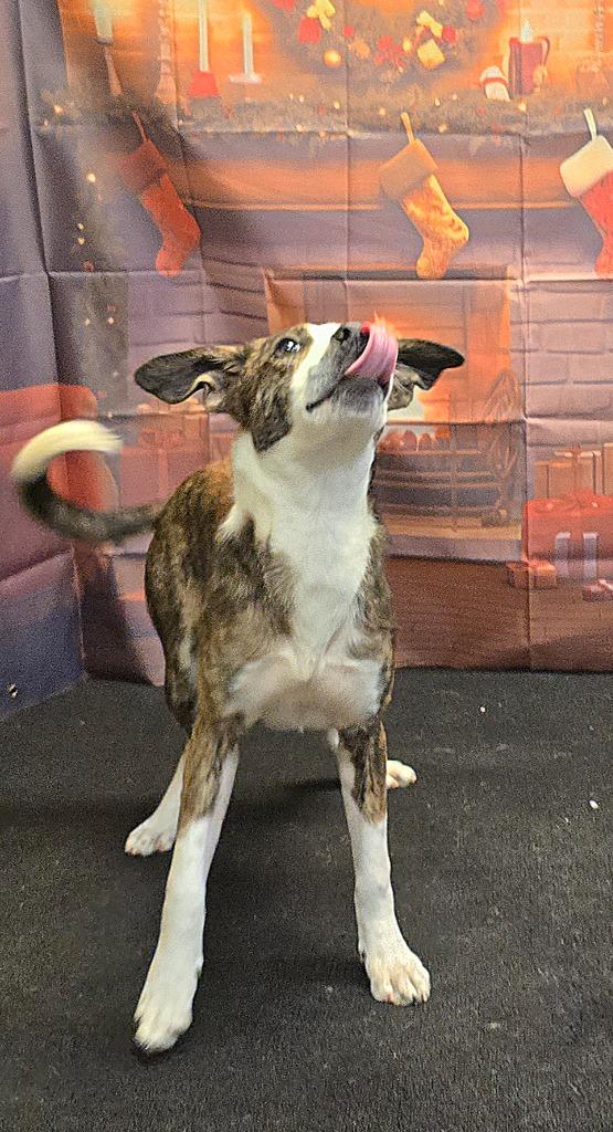 Beau, a Adoptable mixed breed in Murphysboro, IL image 4/6