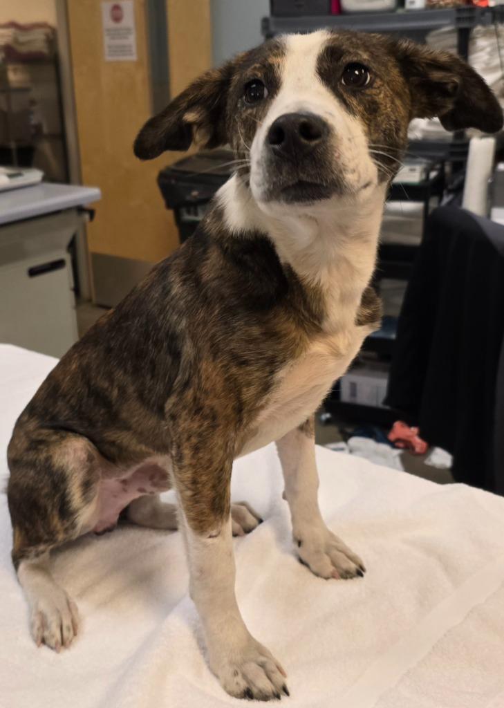 Enlarge Beau, a Adoptable mixed breed in Murphysboro, IL image 6/6