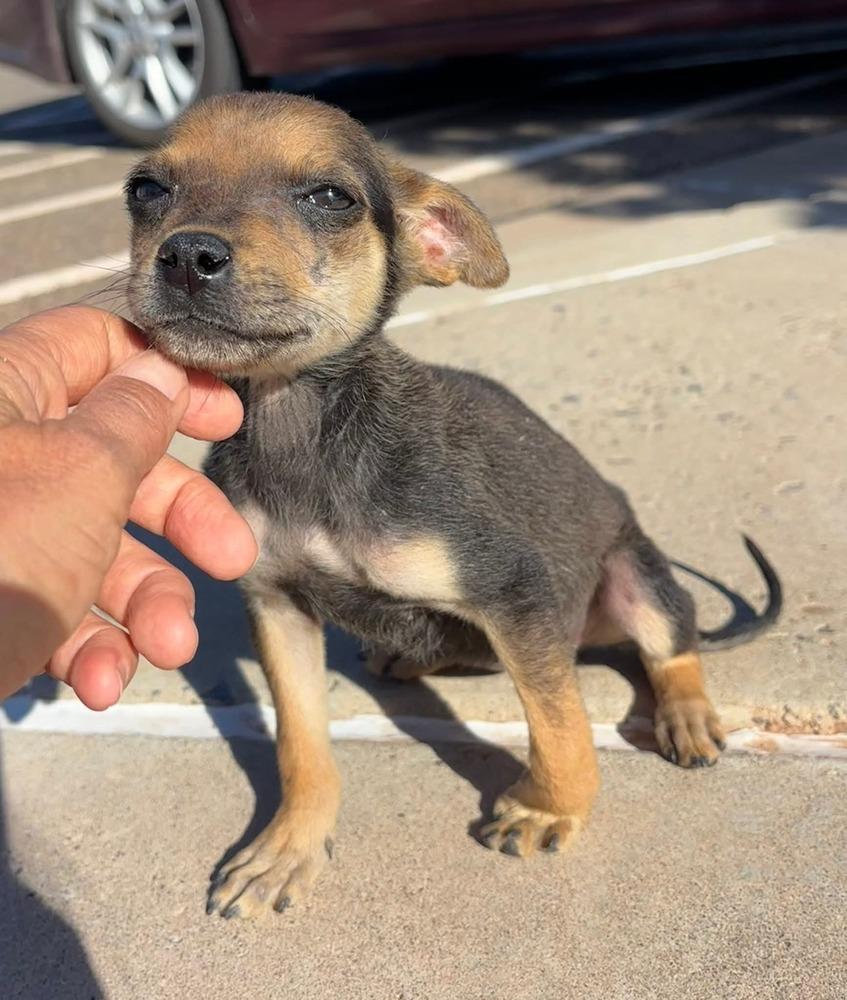 Xena, Adopted, Puppy Female Chihuahua.