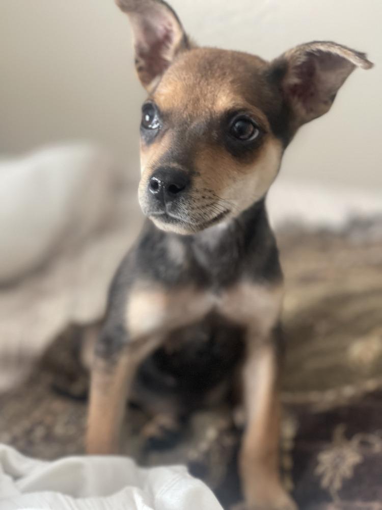 Xena, a Adopted mixed breed in Cortez, CO image 2/3