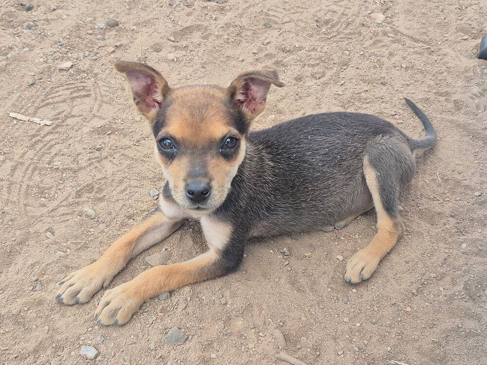 Xena, a Adopted mixed breed in Cortez, CO image 3/3