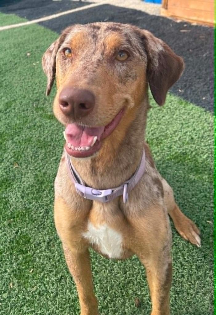 Cleo, a Adoptable mixed breed in Green River, WY image 2/6
