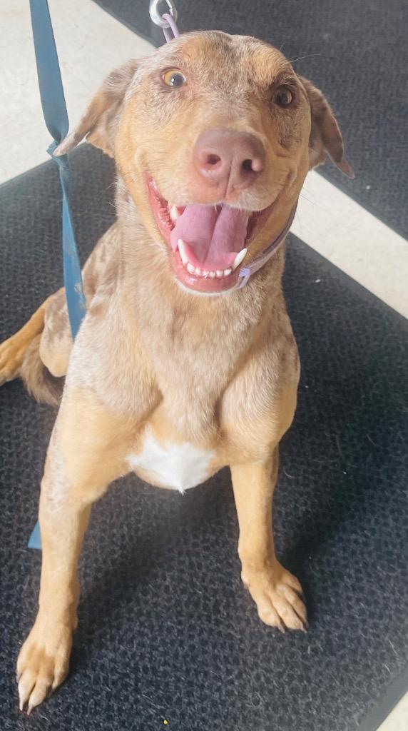 Cleo, a Adoptable mixed breed in Green River, WY image 3/6