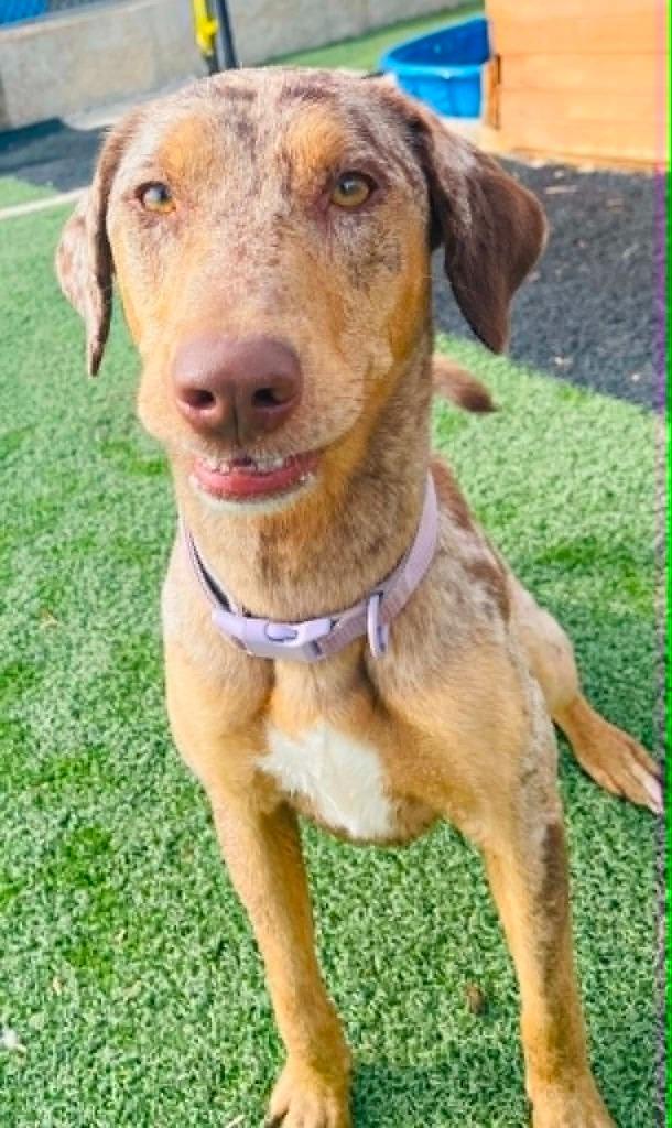 Cleo, a Adoptable mixed breed in Green River, WY image 4/6