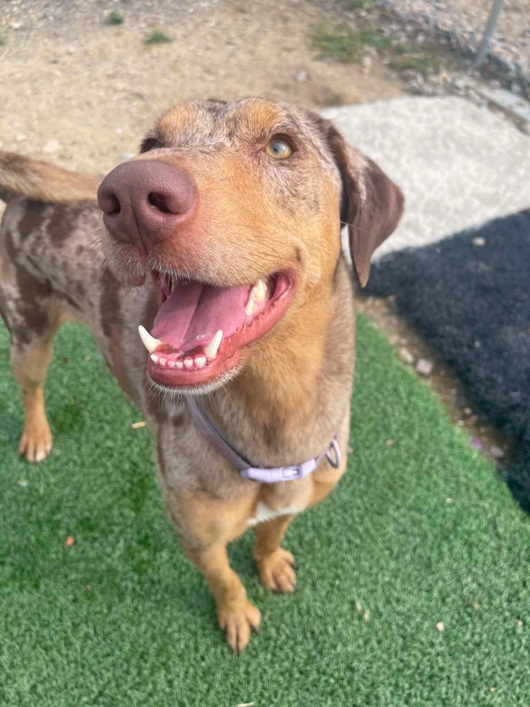 Cleo, a Adoptable mixed breed in Green River, WY image 5/6