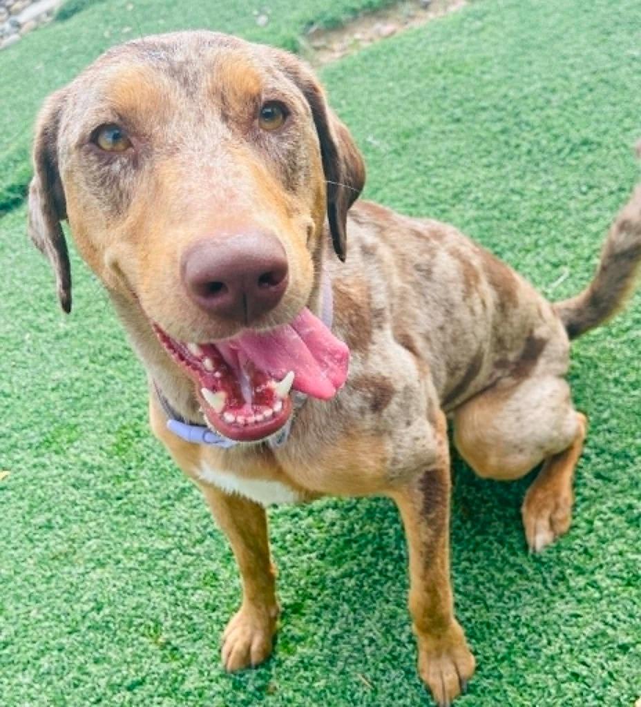 Cleo, a Adoptable mixed breed in Green River, WY image 6/6