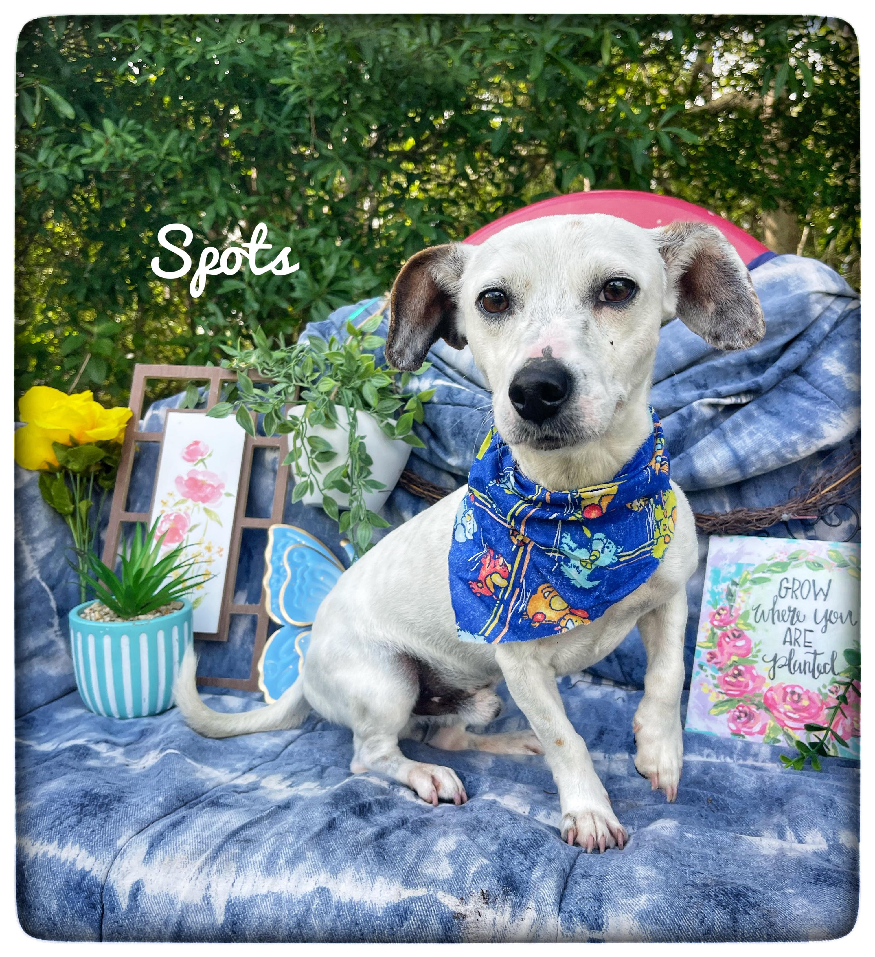 Spots, adoptable, Young Male Jack Russell Terrier & Miniature Dachshund.