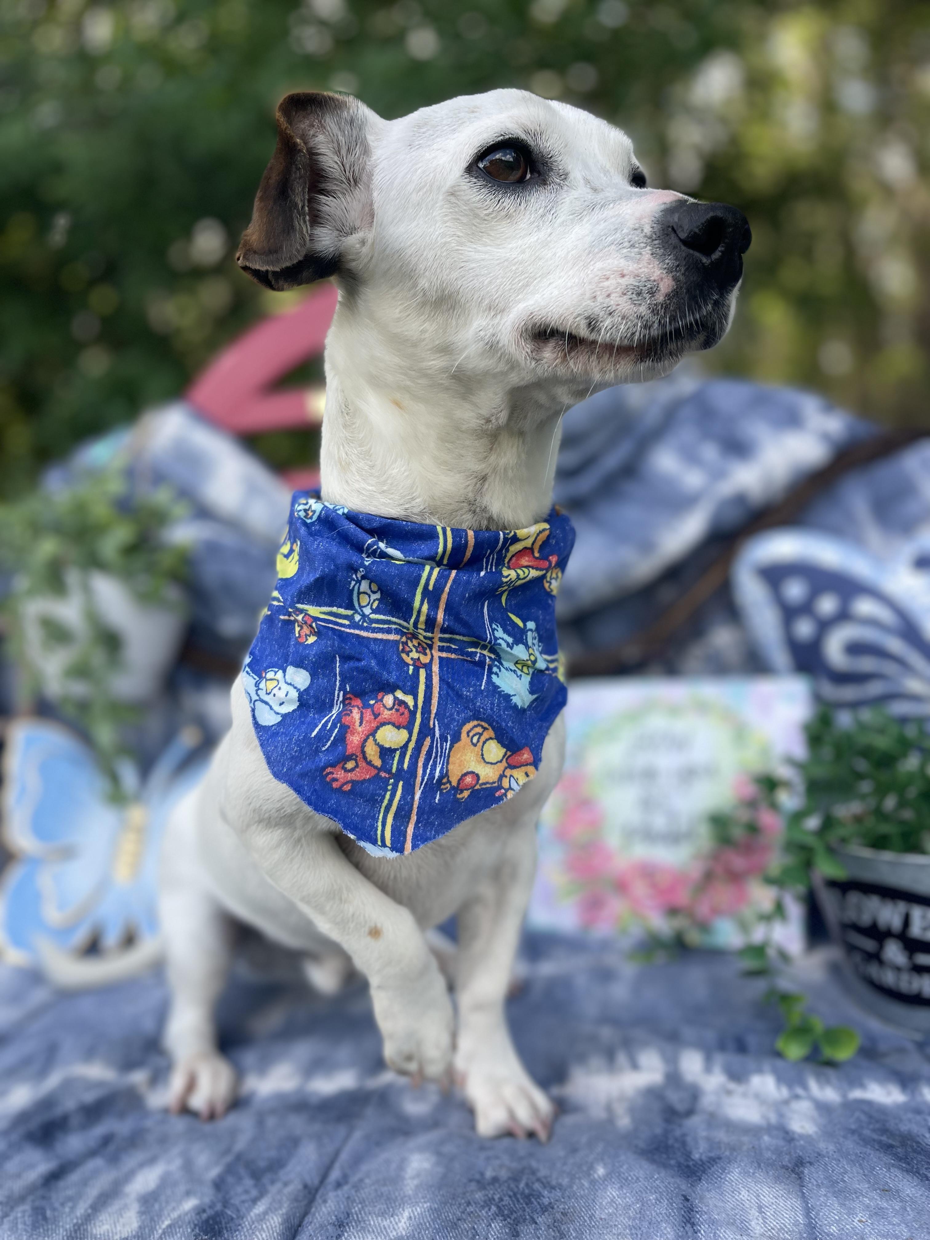 Enlarge Spots, an adoptable mixed breed in Sebring, FL image 4/5