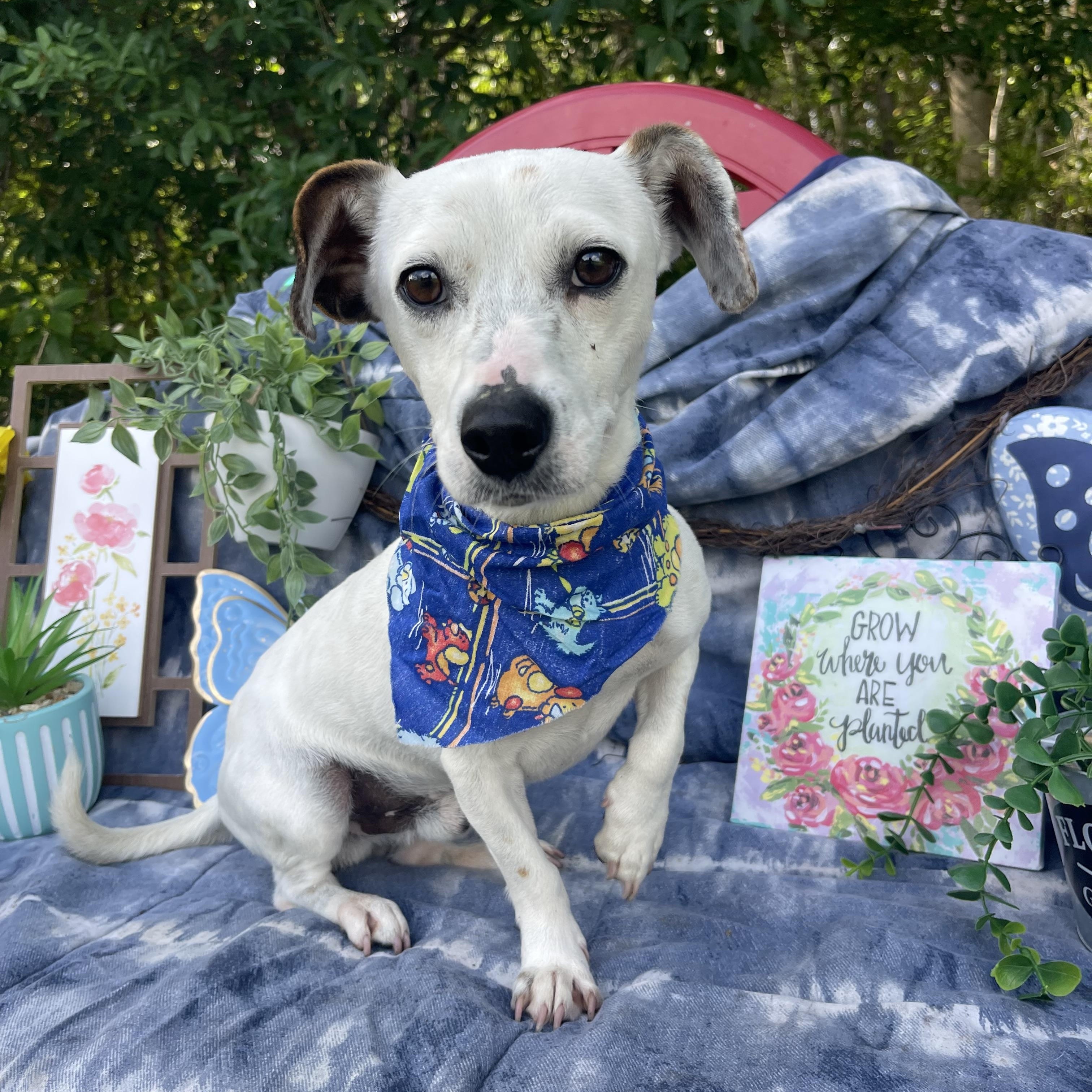 Enlarge Spots, an adoptable mixed breed in Sebring, FL image 2/5