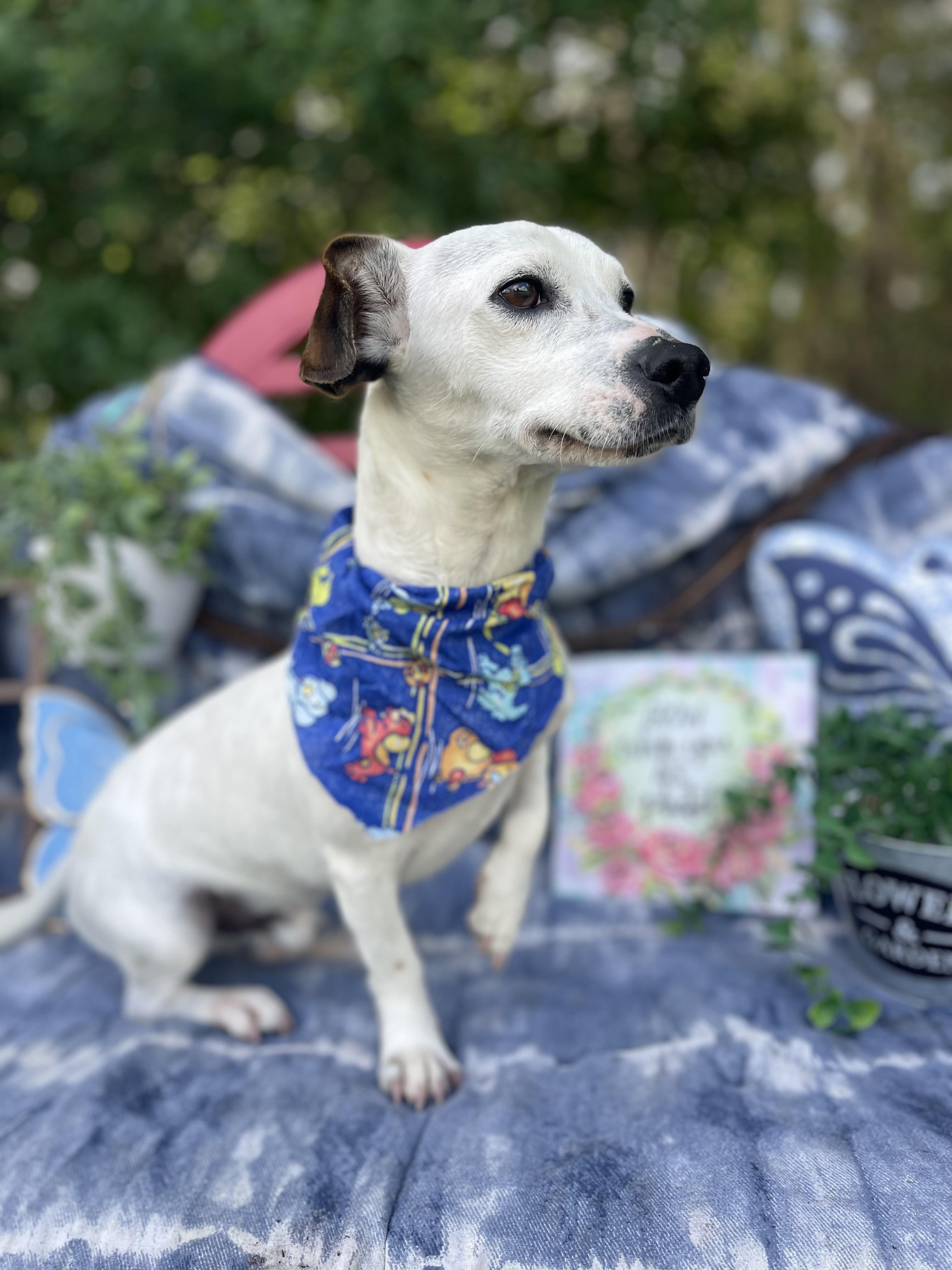 Enlarge Spots, an adoptable mixed breed in Sebring, FL image 3/5