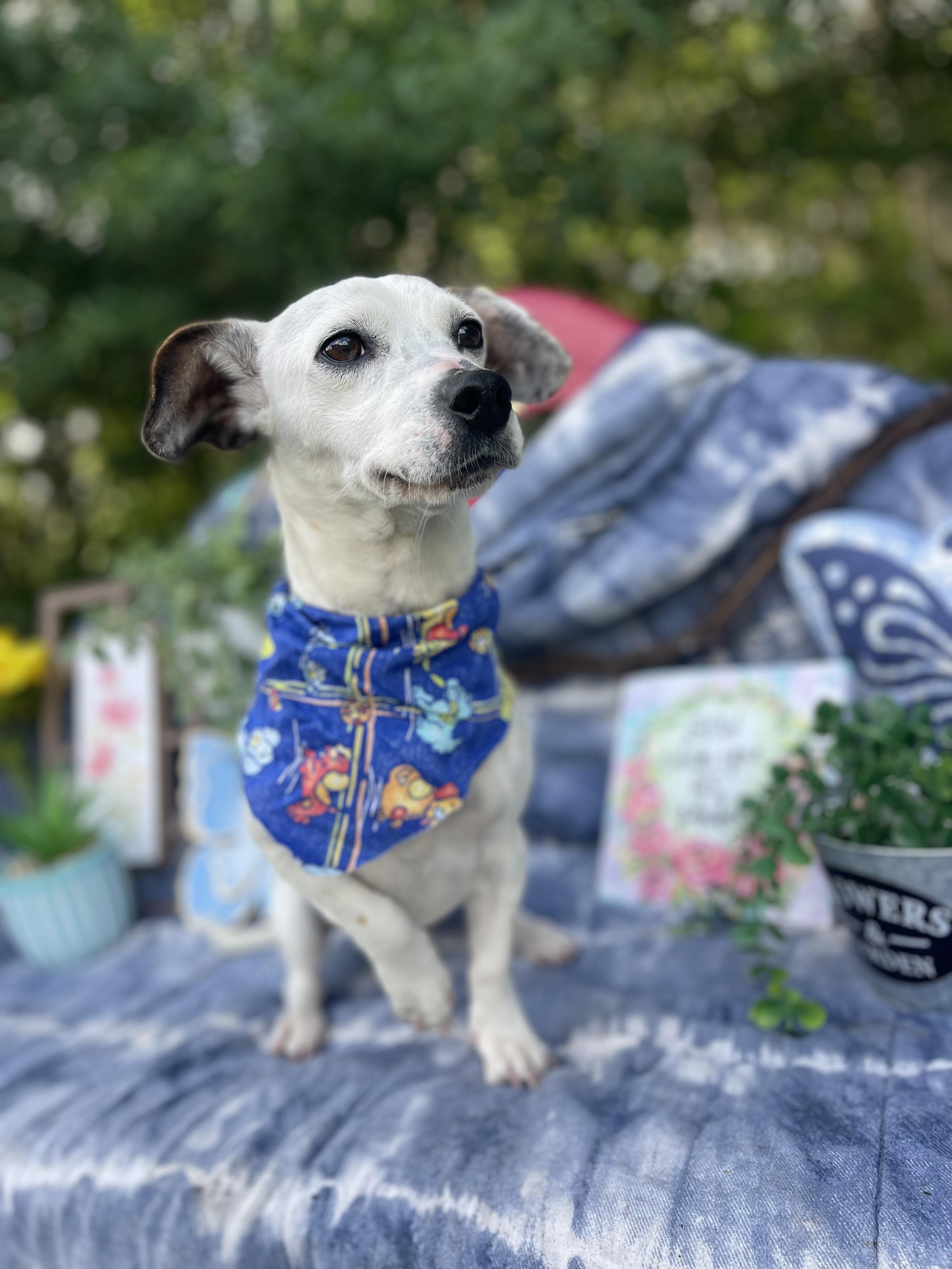 Enlarge Spots, an adoptable mixed breed in Sebring, FL image 5/5