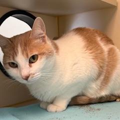 Patches, Adoptable, Adult Female Domestic Short Hair.