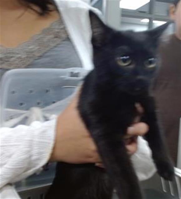 SHADOW, Adoptable, Young Male Domestic Short Hair.