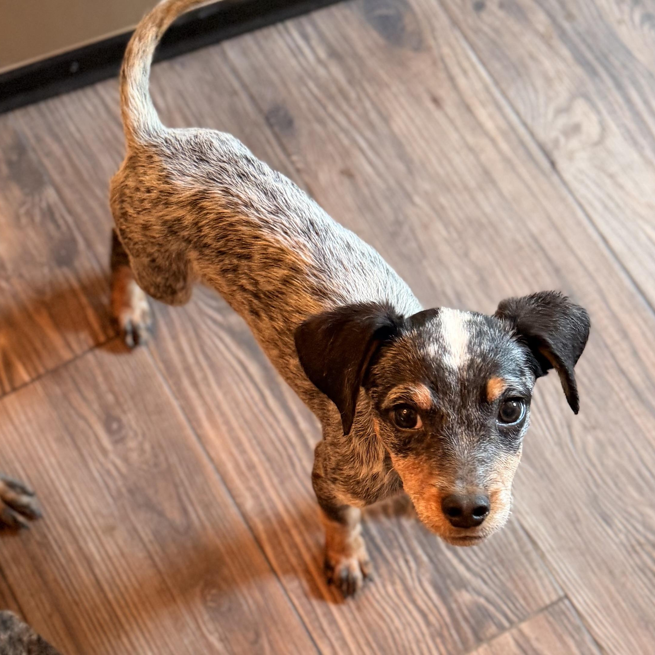 Enlarge Koe, a Adopted mixed breed in Romeoville , IL image 4/5