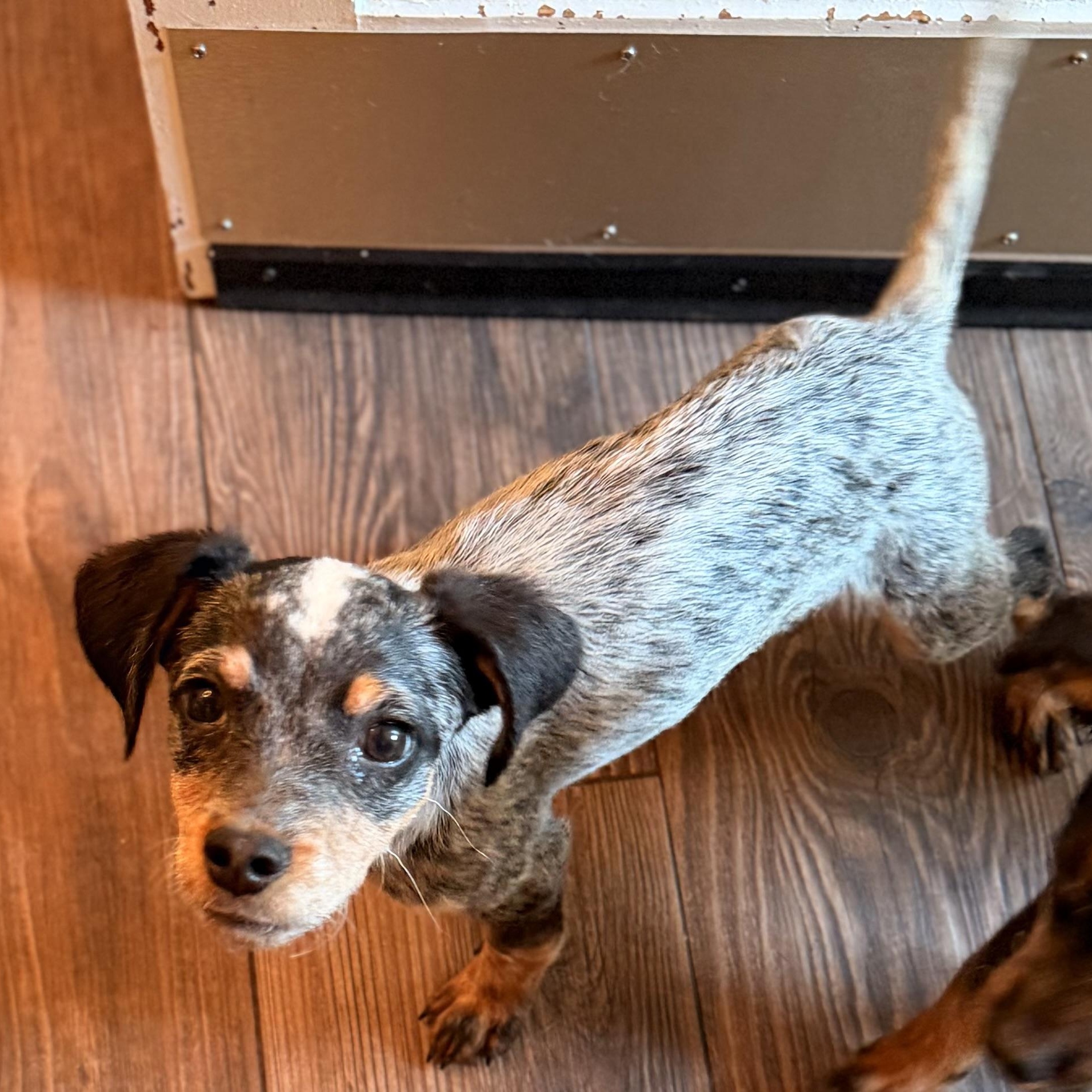 Enlarge Koe, a Adopted mixed breed in Romeoville , IL image 5/5