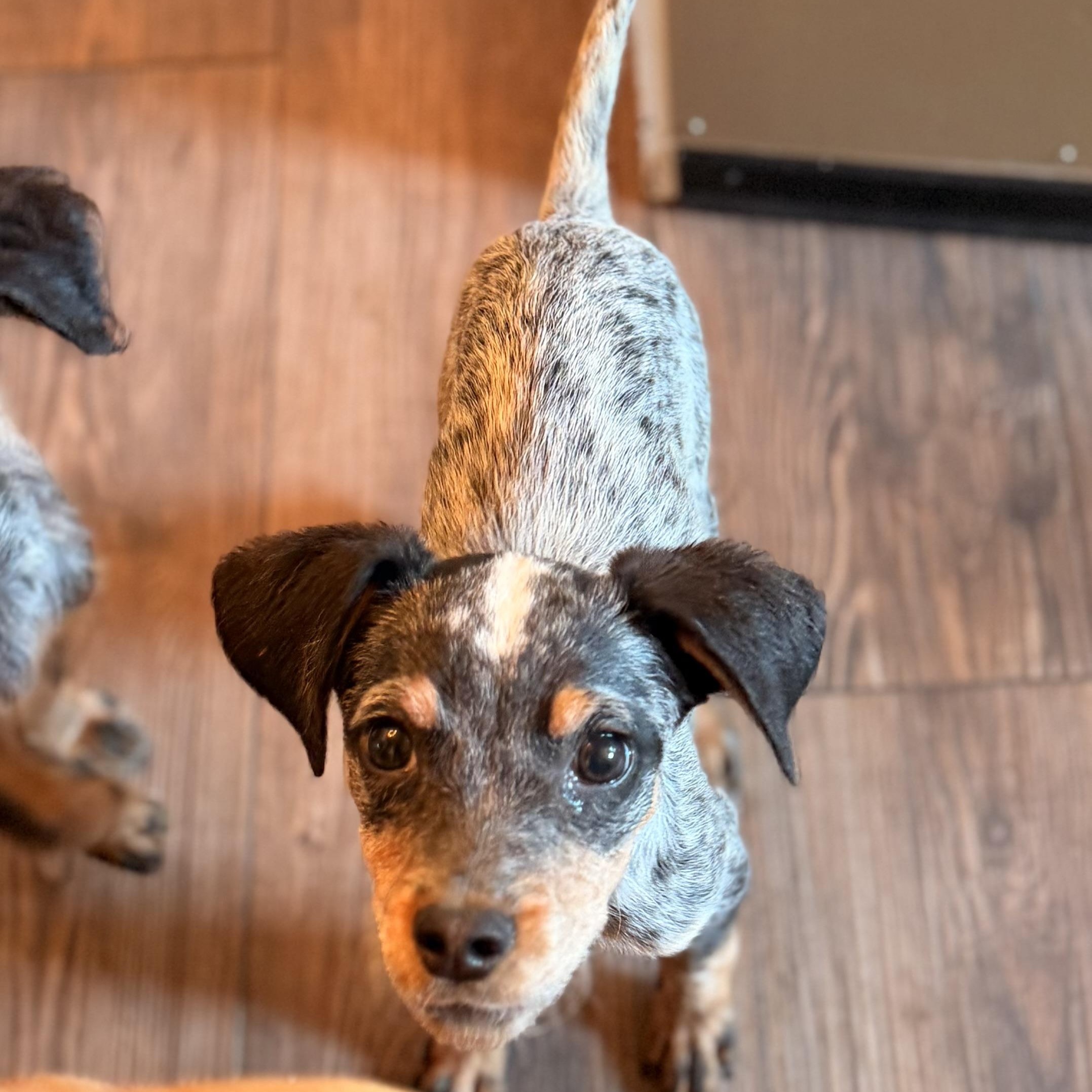 Enlarge Koe, a Adopted mixed breed in Romeoville , IL image 3/5