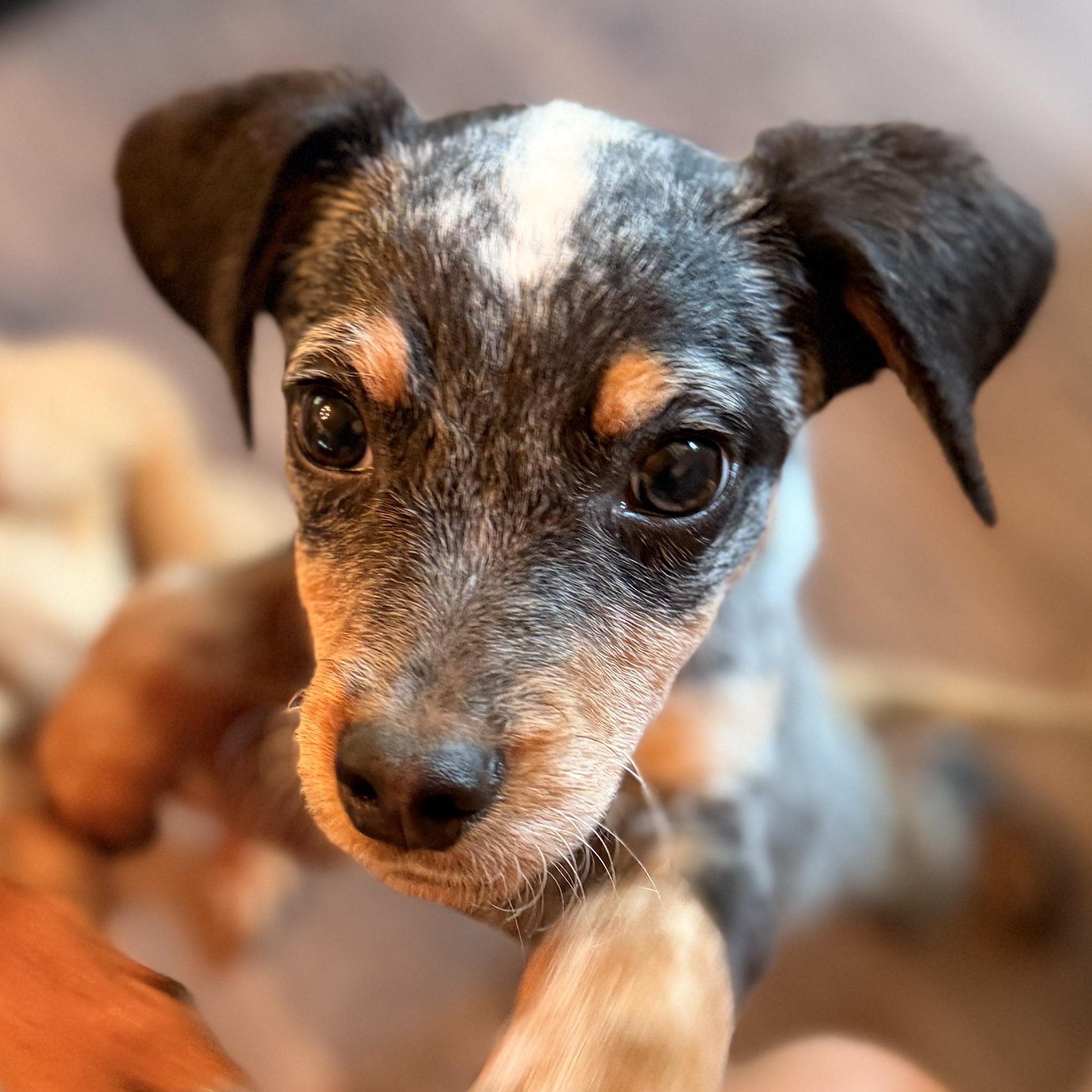 Enlarge Koe, a Adopted mixed breed in Romeoville , IL image 2/5