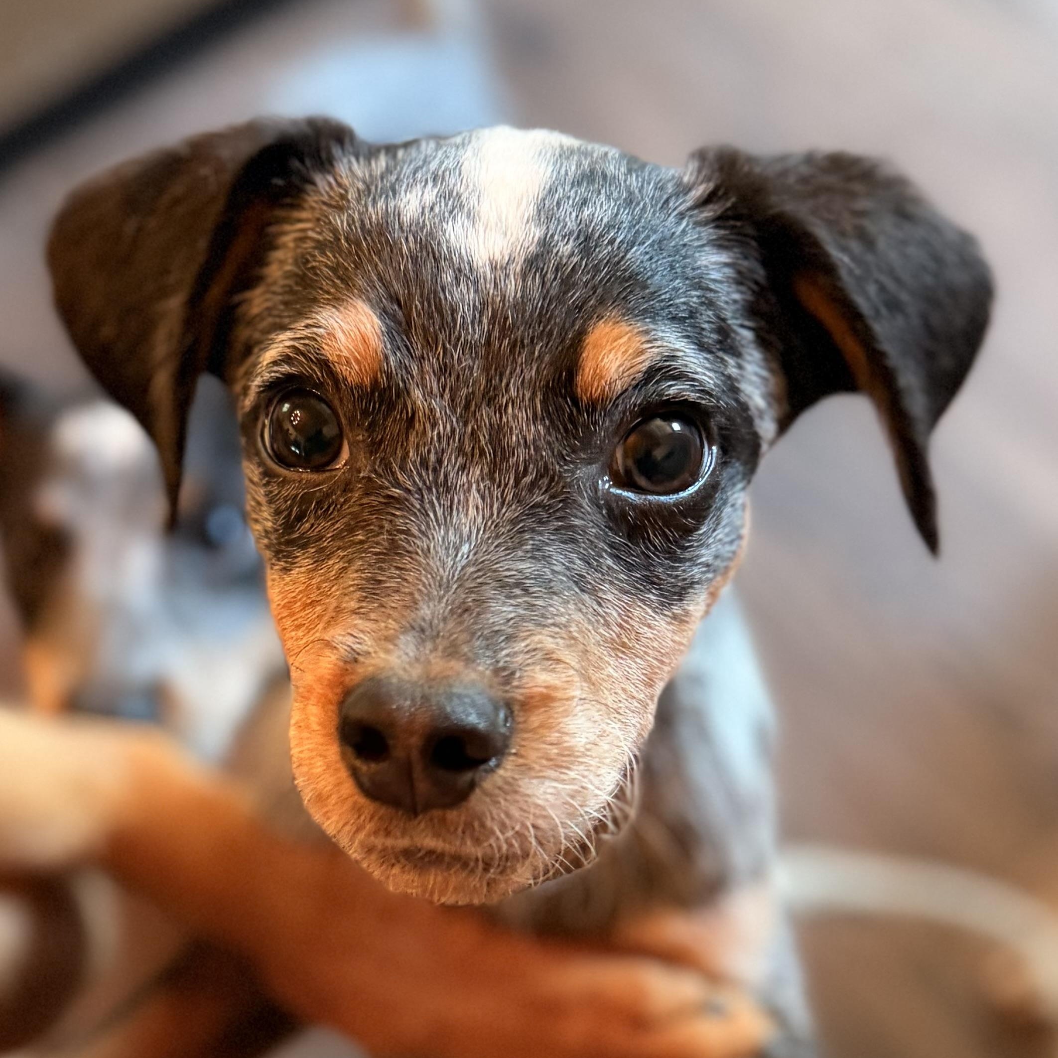 Koe, Adopted, Puppy Male Bluetick Coonhound.