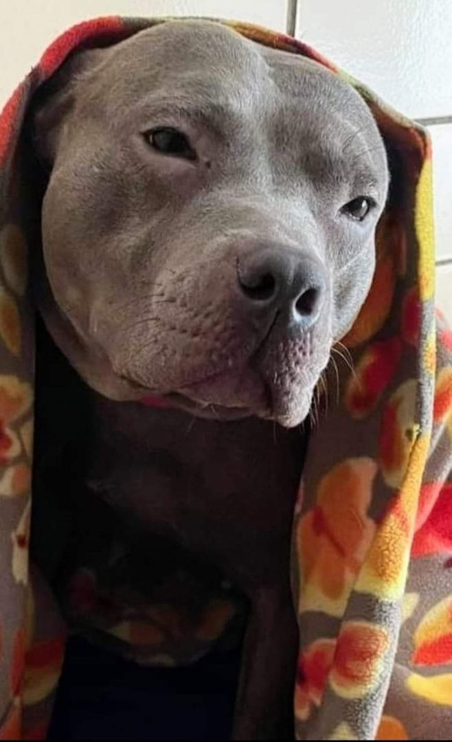 BABY SEAL, a Adoptable Pit Bull Terrier in Flint, MI image 5/6