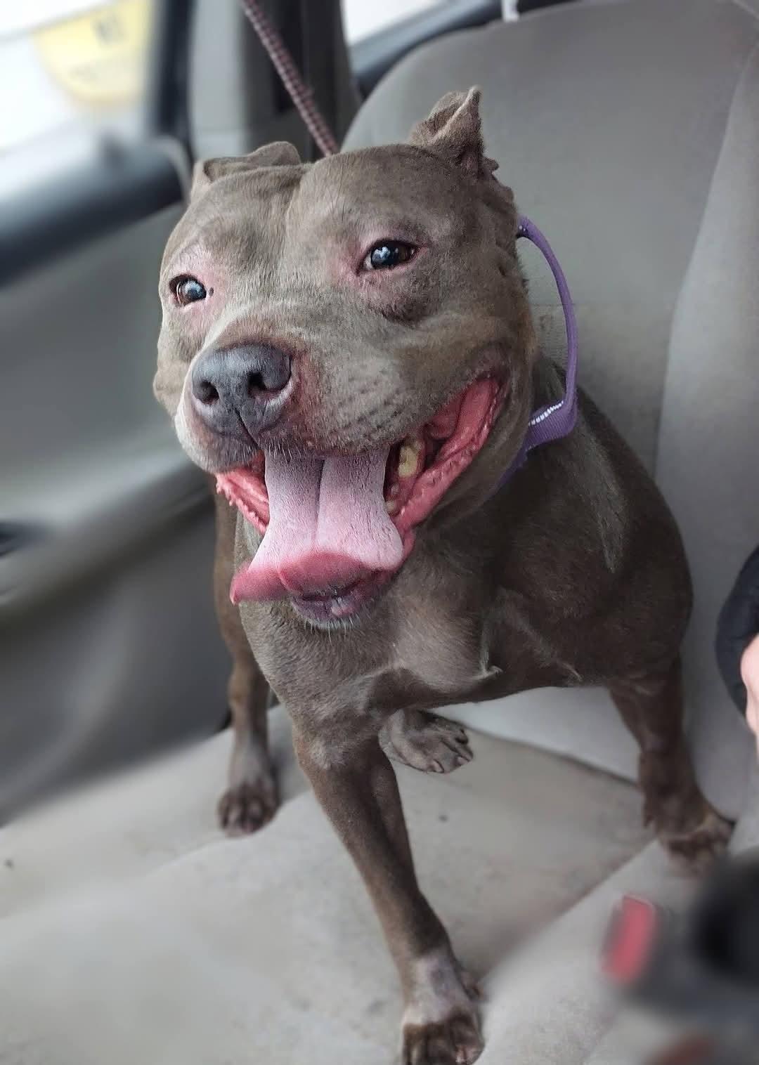 BABY SEAL, Adoptable, Adult Female Pit Bull Terrier.