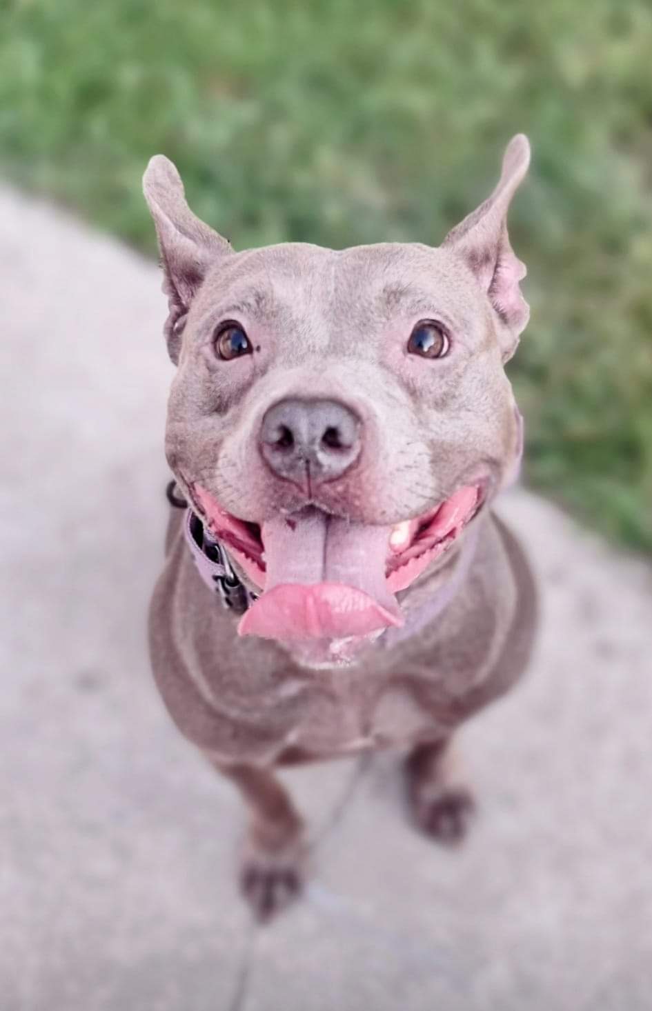 BABY SEAL, a Adoptable Pit Bull Terrier in Flint, MI image 2/6