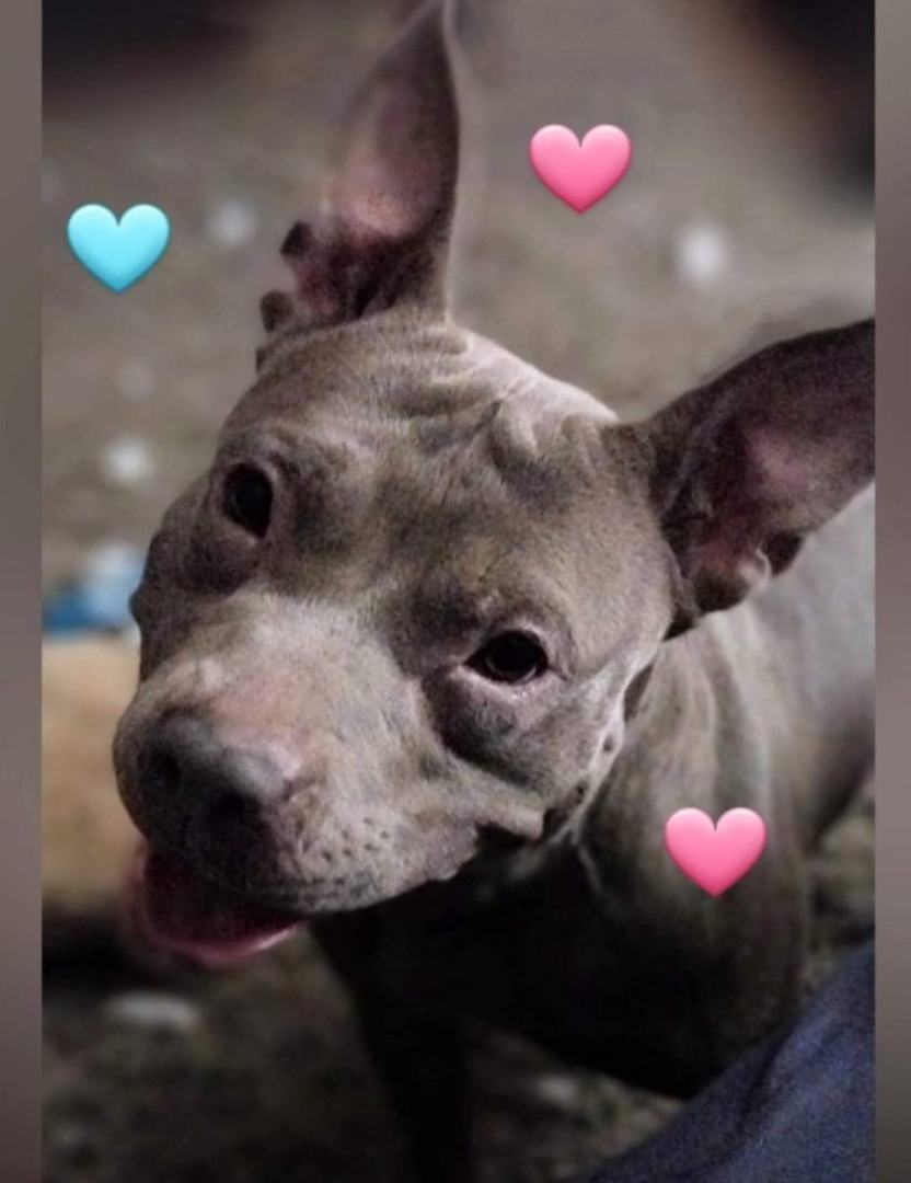 BABY SEAL, a Adoptable Pit Bull Terrier in Flint, MI image 6/6