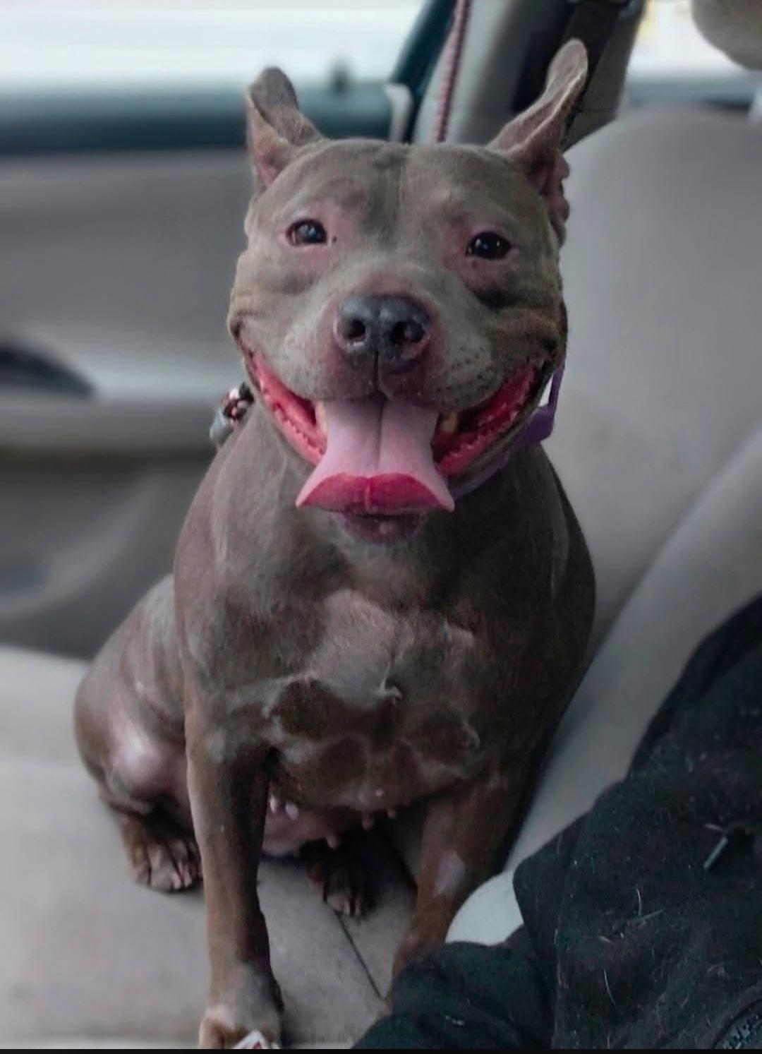 Enlarge BABY SEAL, a Adoptable Pit Bull Terrier in Flint, MI image 2/6