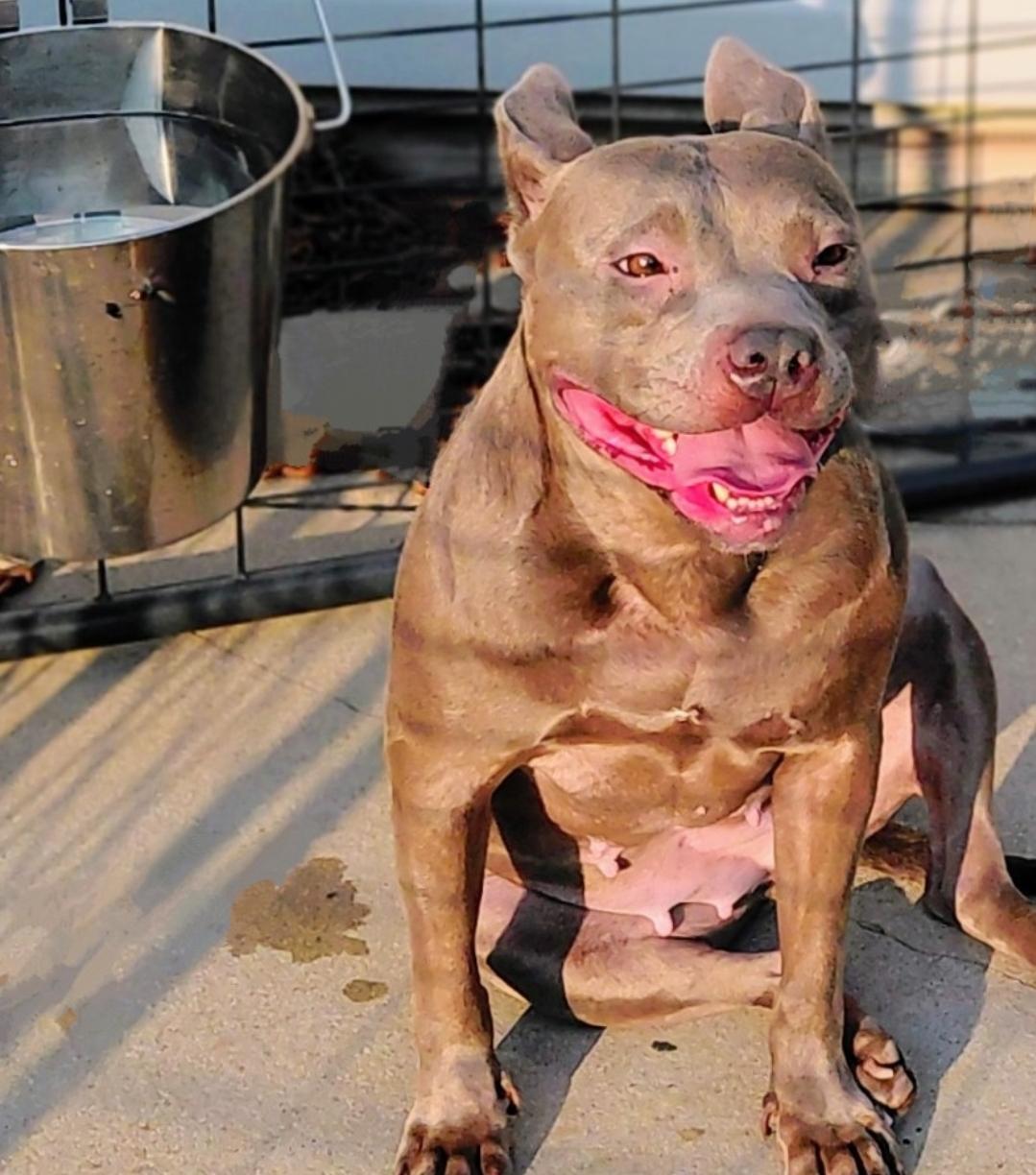 BABY SEAL, Adoptable, Young Female Pit Bull Terrier.