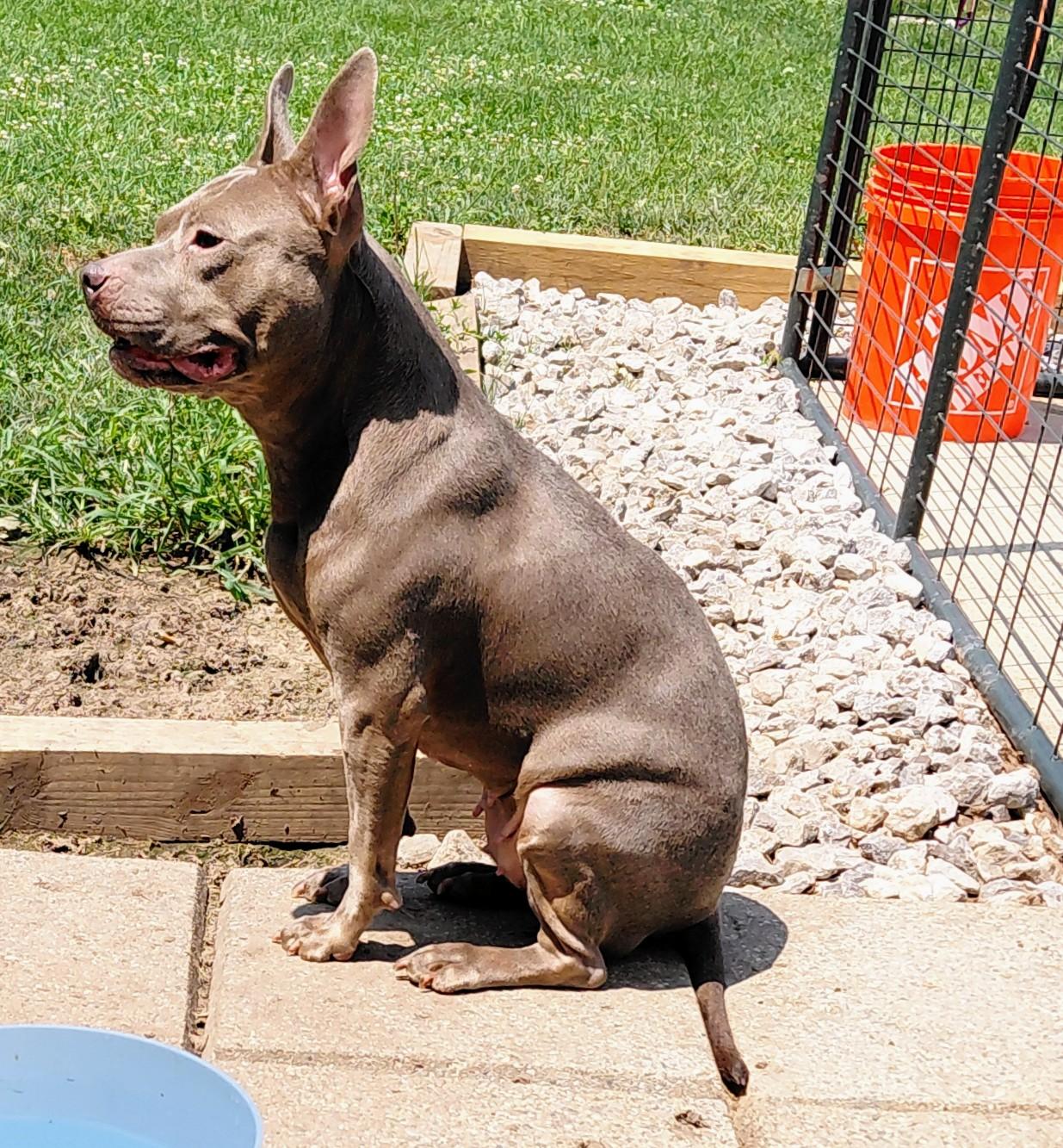 BABY SEAL, a Adoptable Pit Bull Terrier in Flint, MI image 4/6