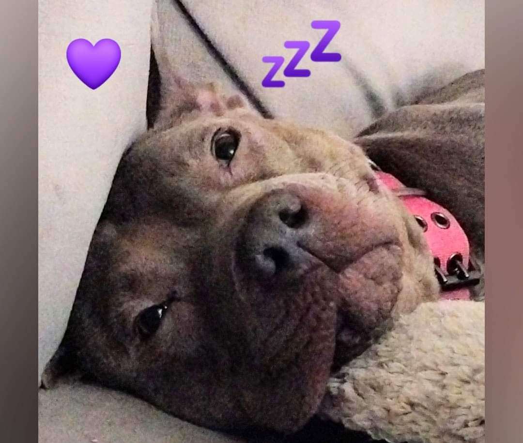 BABY SEAL, a Adoptable Pit Bull Terrier in Flint, MI image 3/6