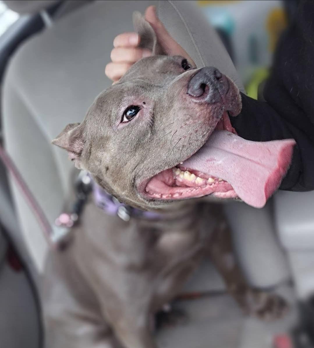 Enlarge BABY SEAL, a Adoptable Pit Bull Terrier in Flint, MI image 3/6
