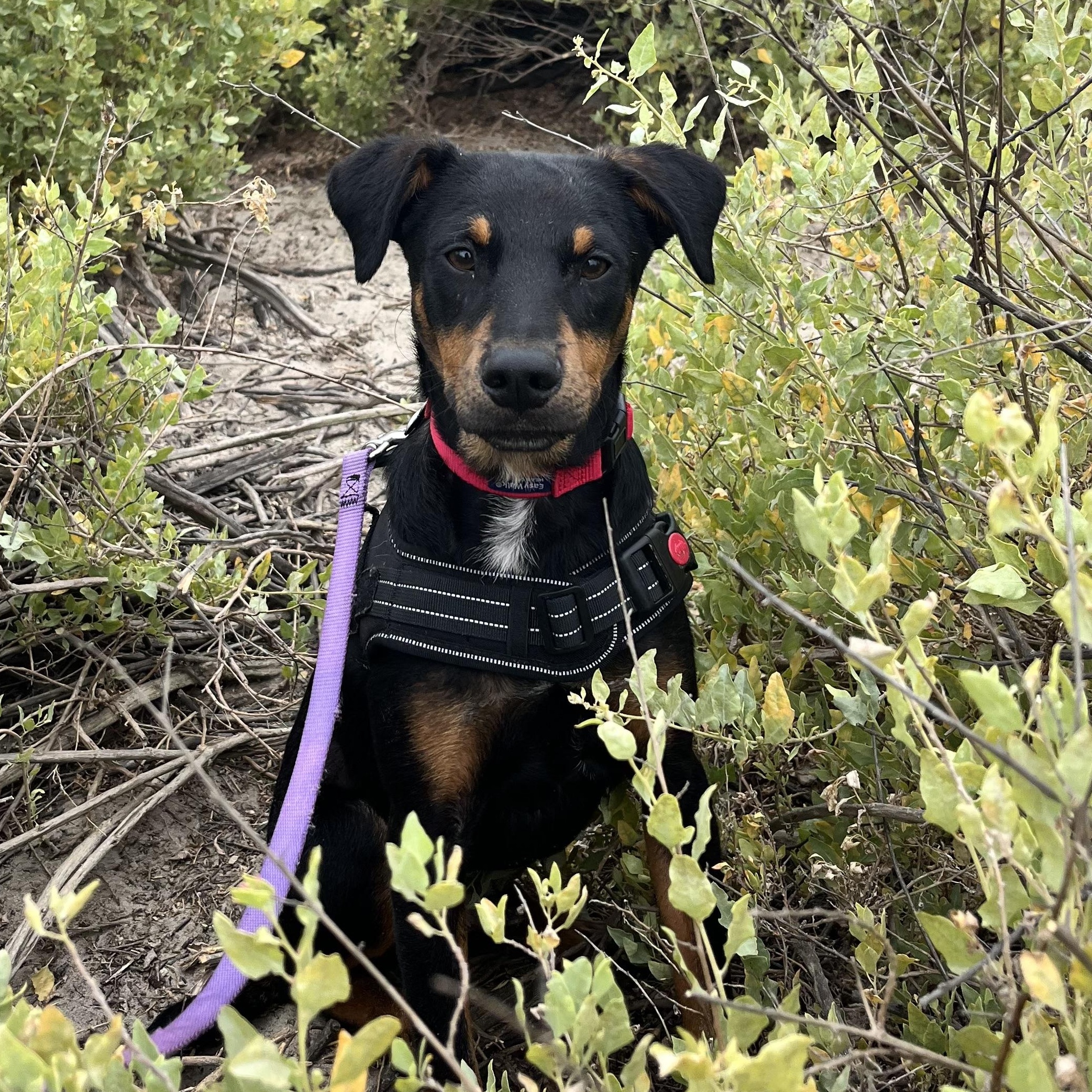 Jack, Baby Male Miniature Pinscher