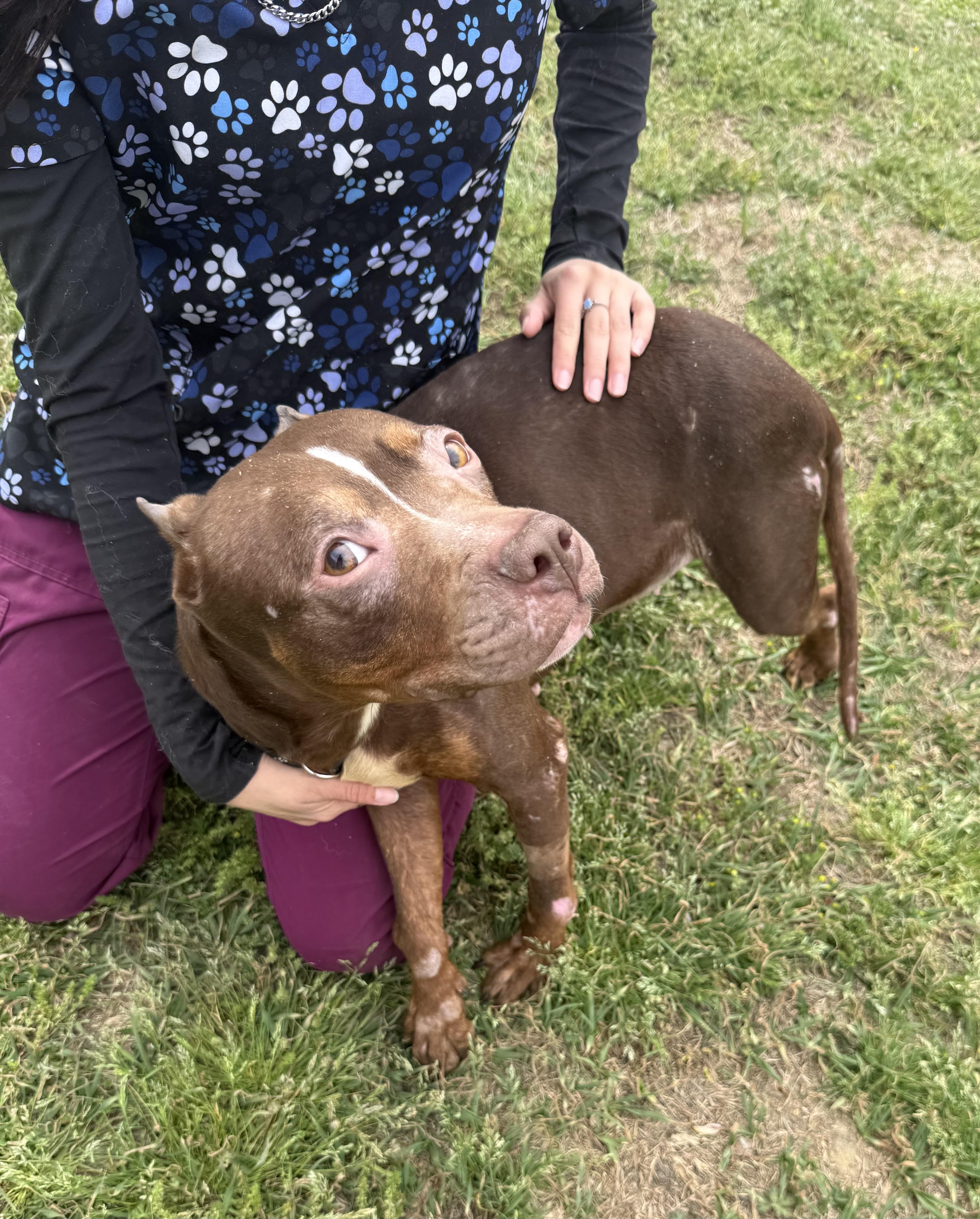 Enlarge Harlow- Just a girl hoping to be chosen., a Adoptable mixed breed in Charlotte, NC image 5/5