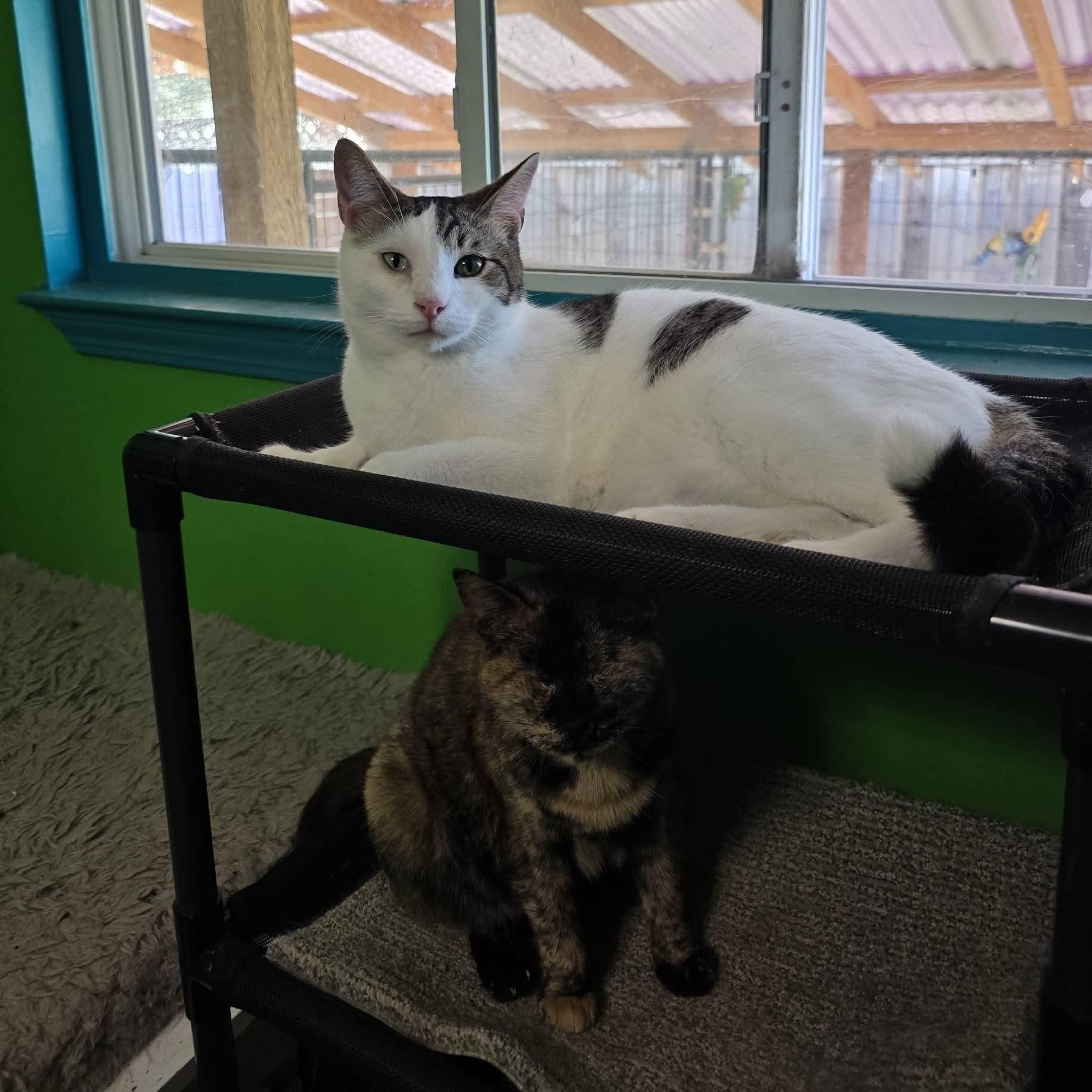 Justice, an adopted Domestic Short Hair in Concord, CA image 2/2