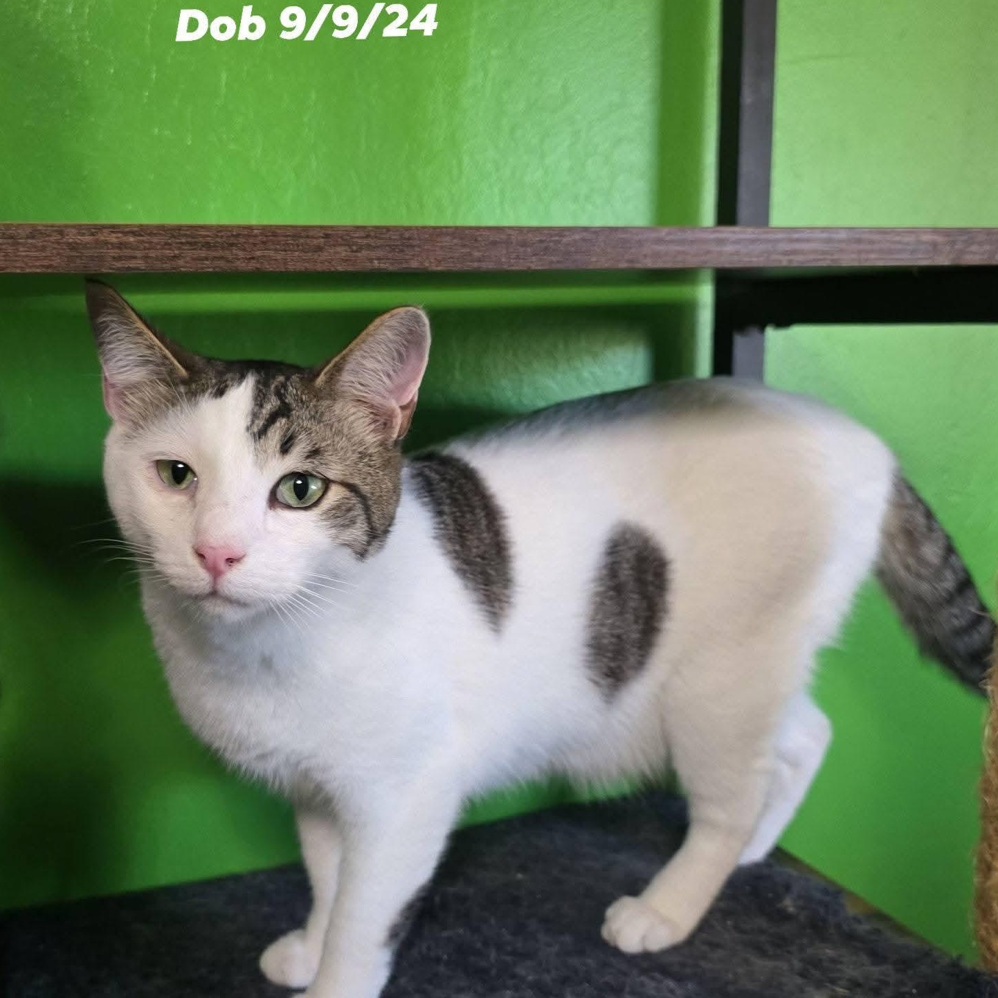 Justice, adopted, Kitten Male Domestic Short Hair.