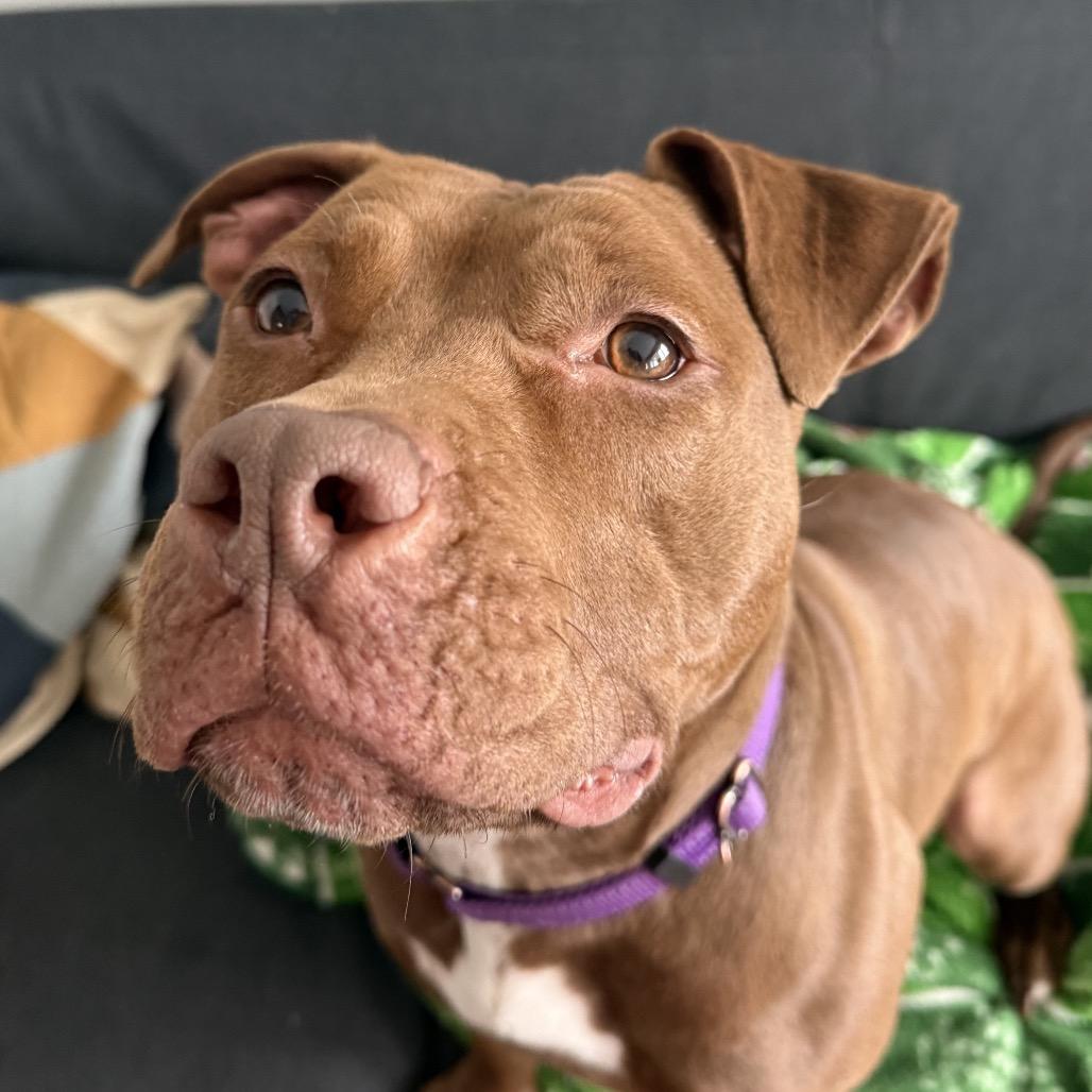 Enlarge Luna, a Adoptable Pit Bull Terrier in Reisterstown, MD image 1/3