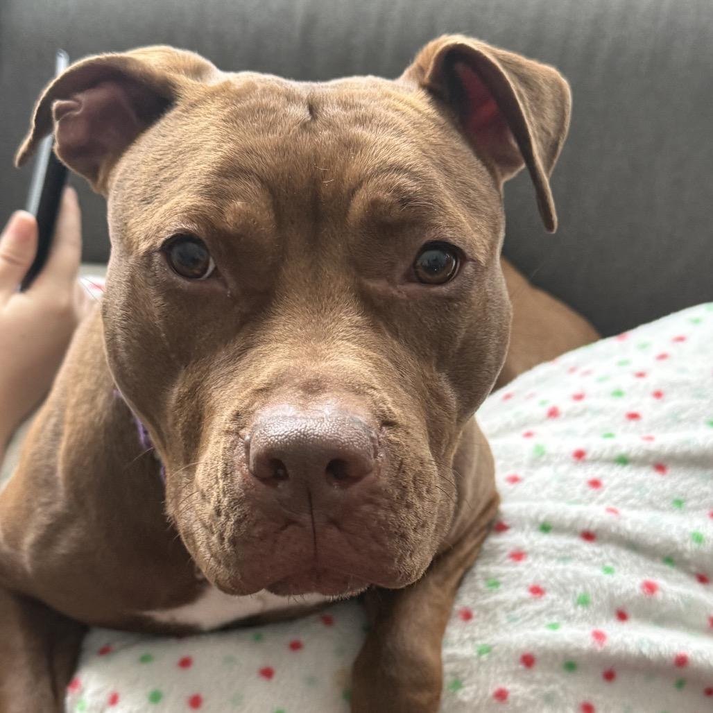 Luna, Adoptable, Adult Female Pit Bull Terrier.