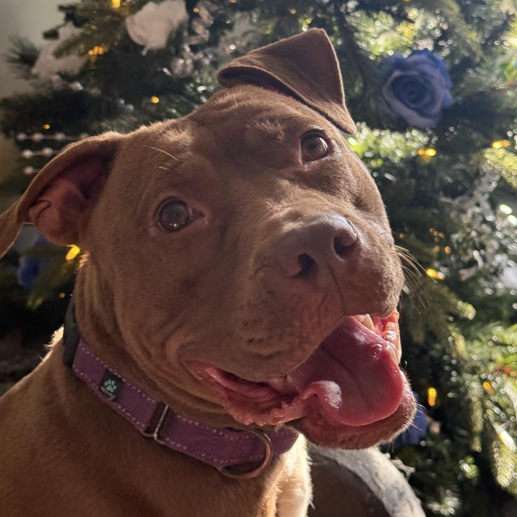 Enlarge Luna, a Adoptable Pit Bull Terrier in Reisterstown, MD image 3/3