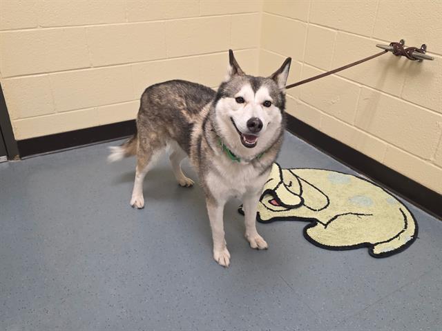 PRANCER, Adoptable, Adult Female Siberian Husky.